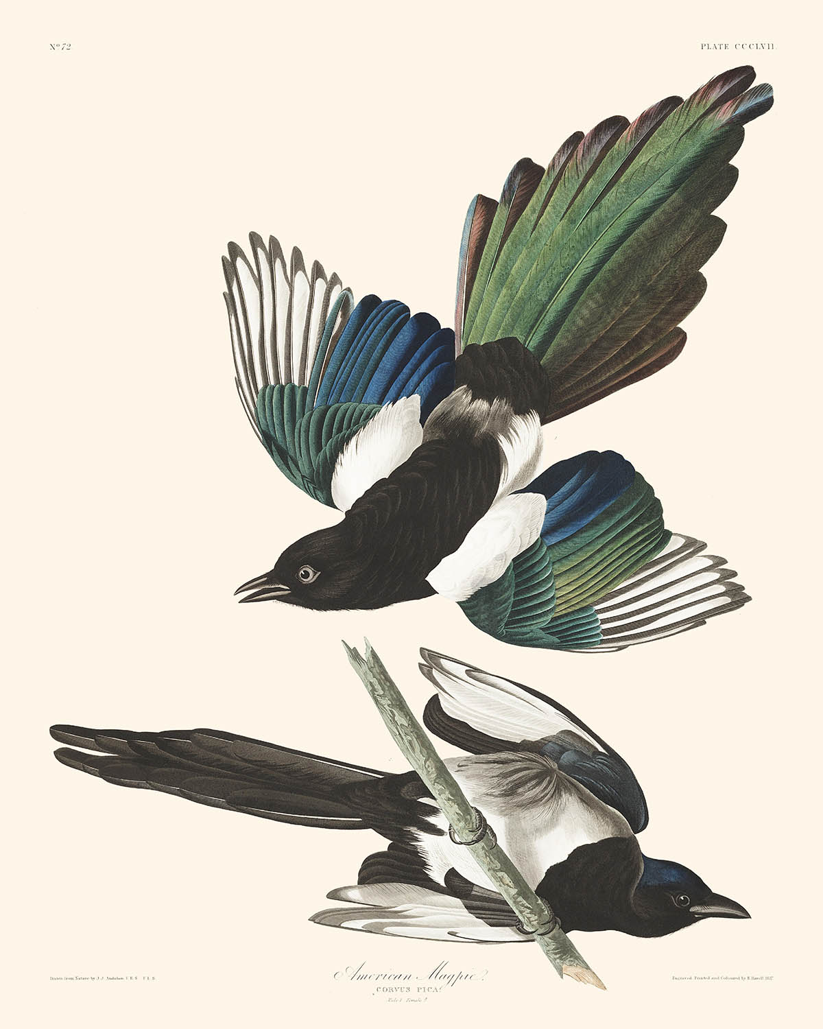 Urraca americana, de John James Audubon, 1827