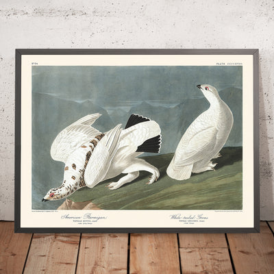 Amerikanisches Alpenschneehuhn und Weißschwanzhuhn von John James Audubon, 1827