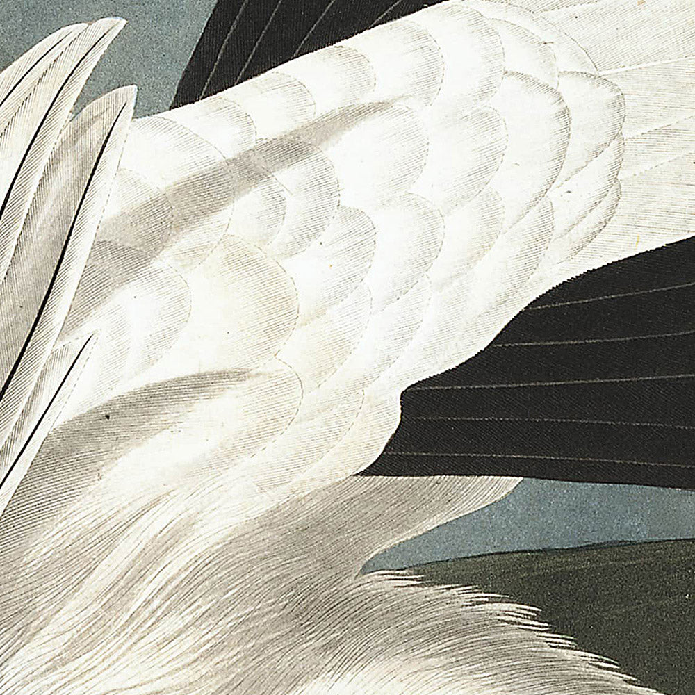 Amerikanisches Alpenschneehuhn und Weißschwanzhuhn von John James Audubon, 1827