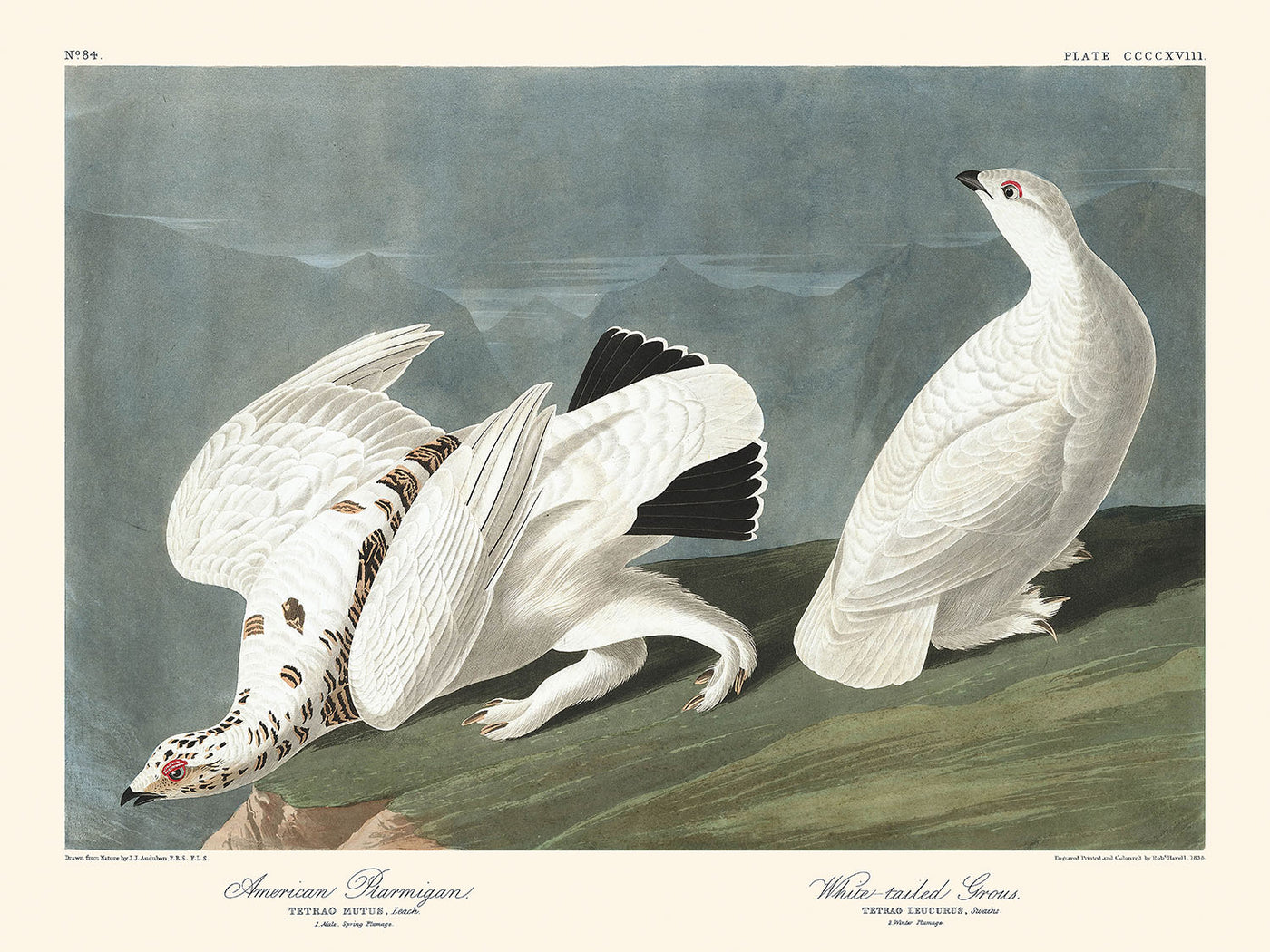 American Ptarmigan and White-tailed Grouse by John James Audubon, 1827