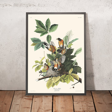 Pettirosso americano di John James Audubon, 1827 