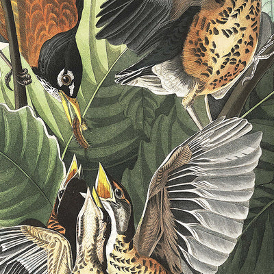 American Robin by John James Audubon, 1827