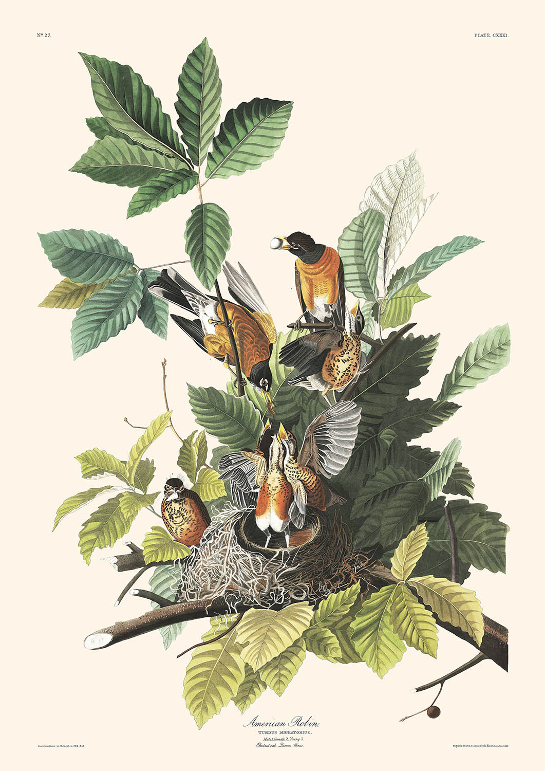 Merle d'Amérique de John James Audubon, 1827