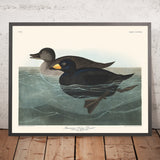 Amerikanische Scoter-Ente von John James Audubon, 1827 