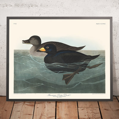 Le Canard Macreuse d'Amérique par John James Audubon, 1827