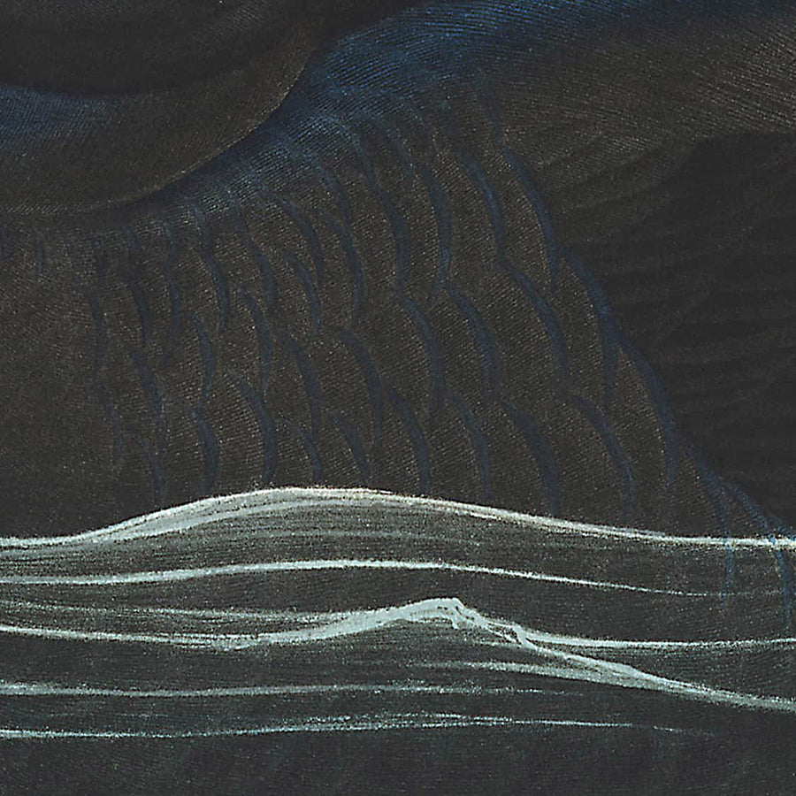 Anatra Scoter Americana di John James Audubon, 1827 