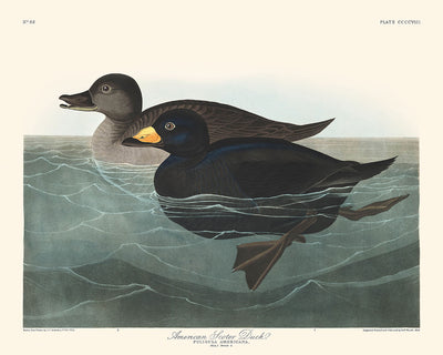 Le Canard Macreuse d'Amérique par John James Audubon, 1827