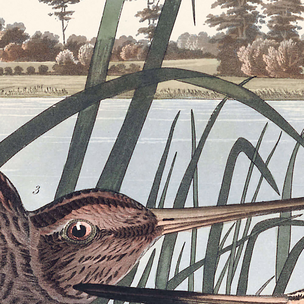 Amerikanischer Schafsnicker von John James Audubon, 1827 