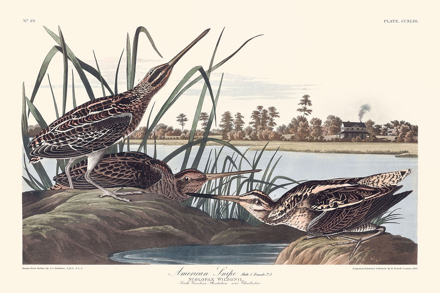 Bécassine d'Amérique par John James Audubon, 1827