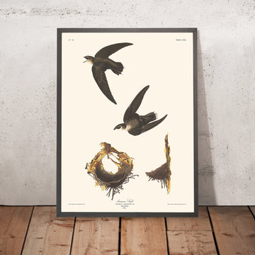 American Swift di John James Audubon, 1827 