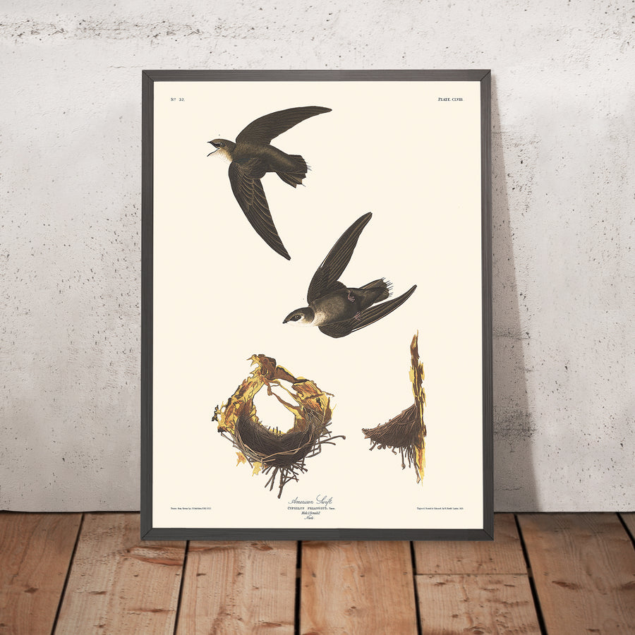 American Swift di John James Audubon, 1827 