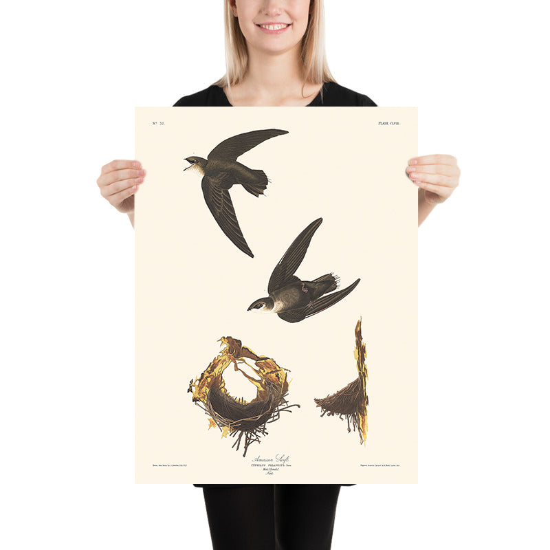 American Swift di John James Audubon, 1827 