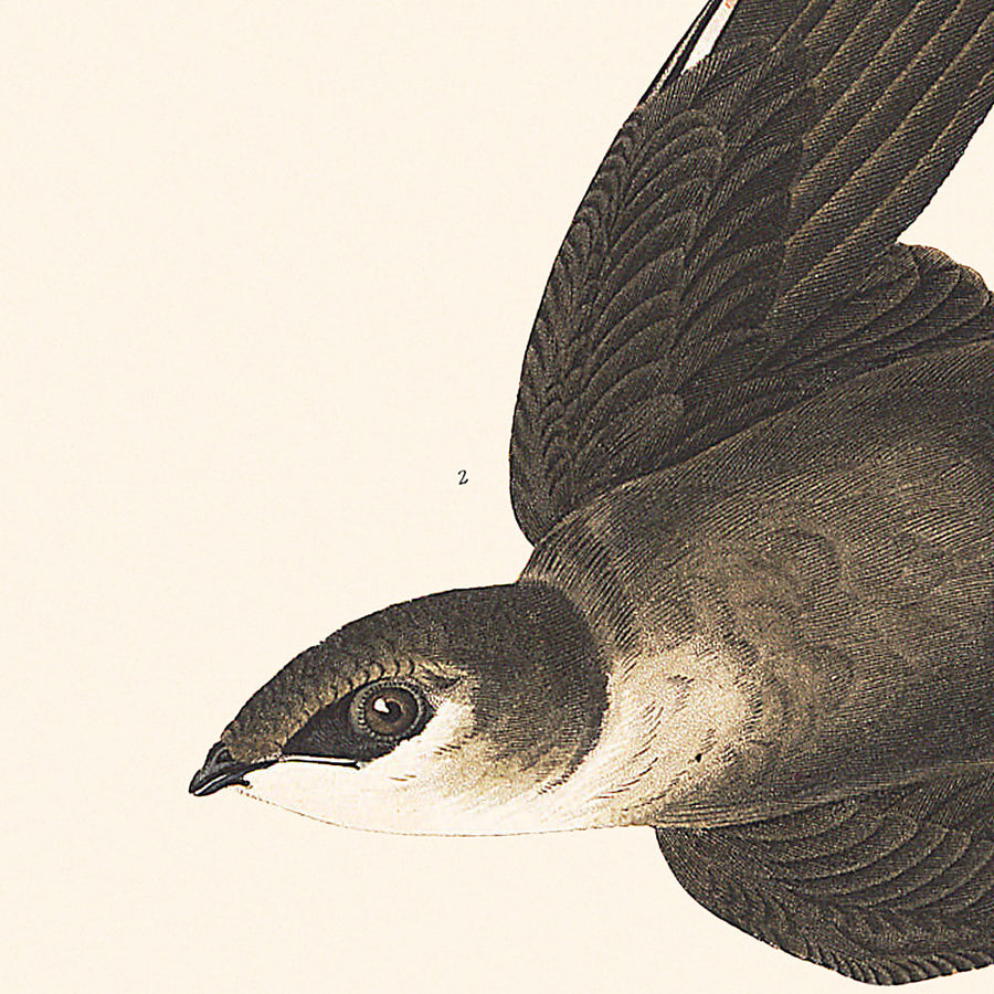 American Swift di John James Audubon, 1827 