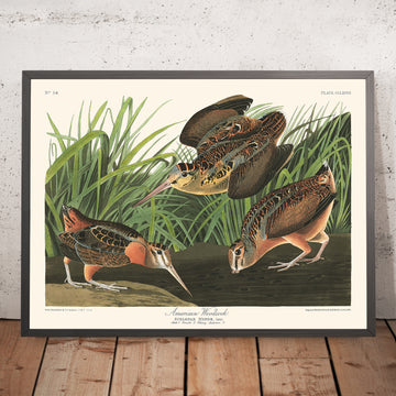 Beccaccia Americana di John James Audubon, 1827 