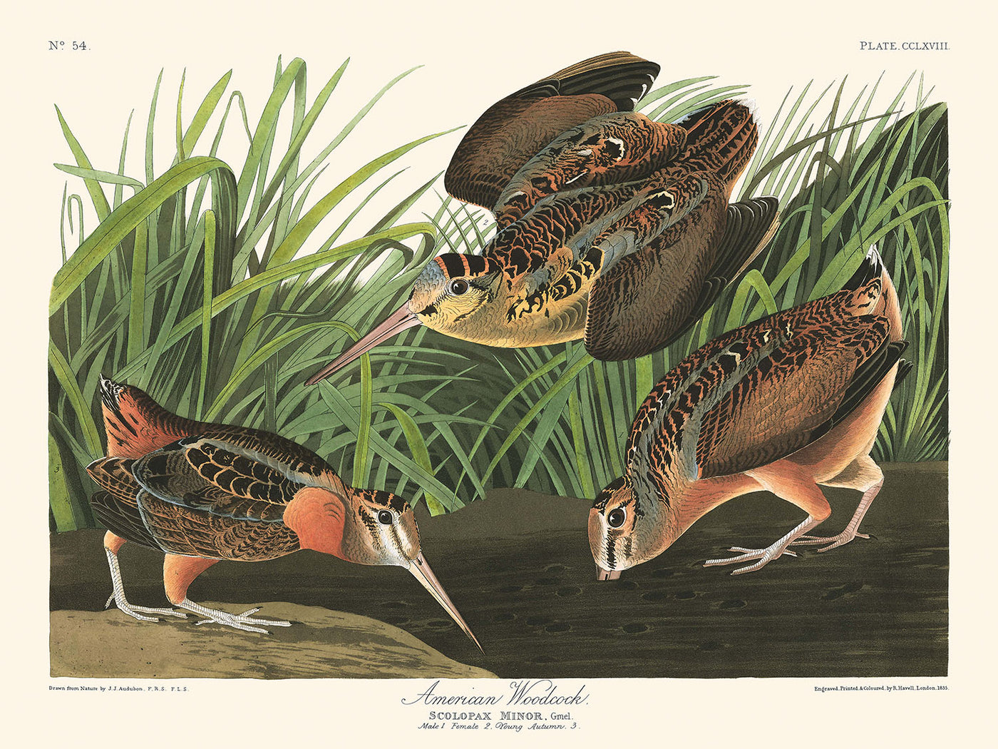 American Woodcock by John James Audubon, 1827