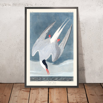 Arktischer Seeschwalbe von John James Audubon, 1827 