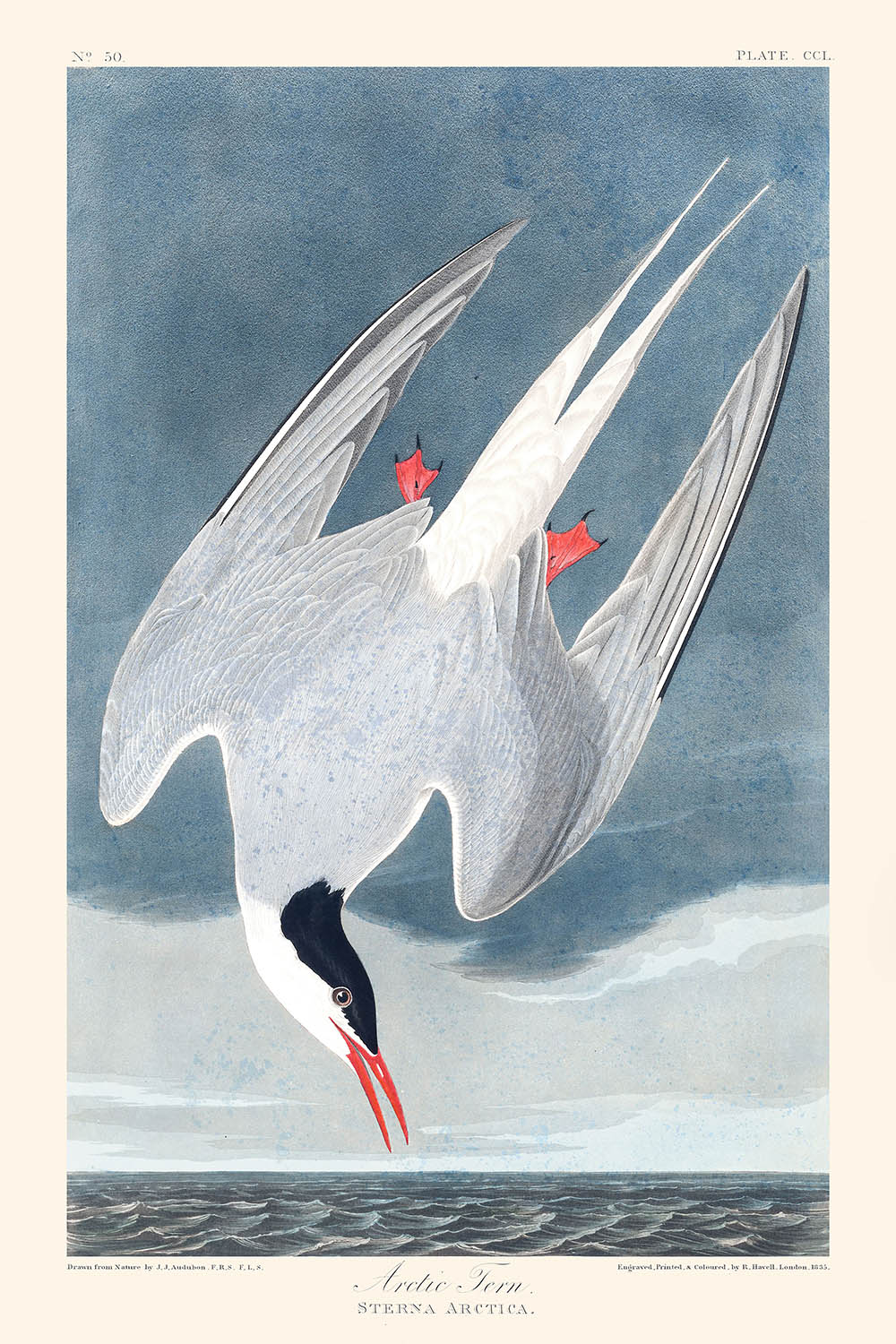 Arctic Tern by John James Audubon, 1827