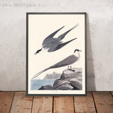 Yager artico di John James Audubon, 1827 