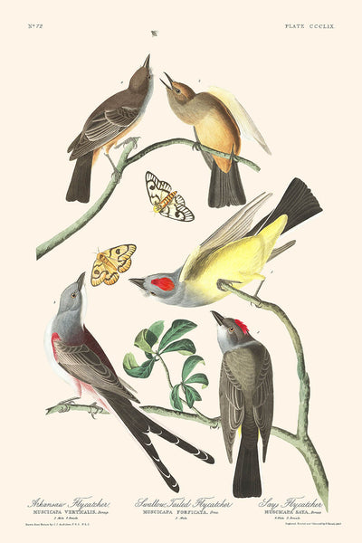 Moucherolle d'Arkansaw, Moucherolle à queue d'aronde, dit Moucherolle par John James Audubon, 1827