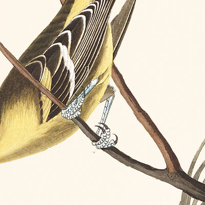 Arkansaw Siskin, Mealy Red-poll, Louisiana Tanager, Townsend's Bunting, Buff-breasted Finch by Audubon, 1827