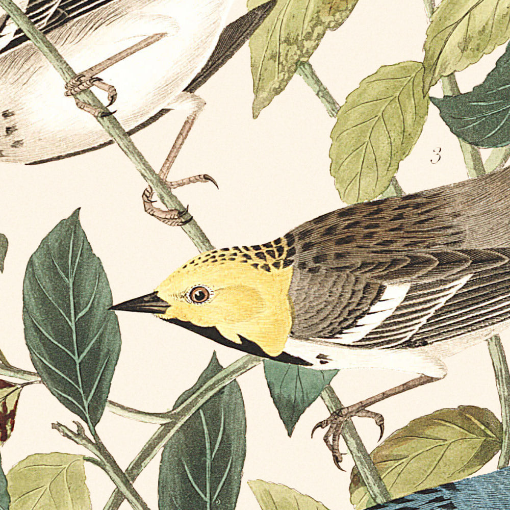 Audubon's Warbler, Hermit Warbler & Black-throated Gray Warbler by Audubon, 1827