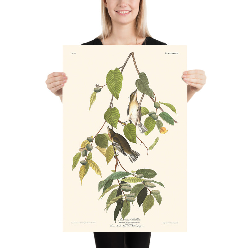 Warbler autunnale di John James Audubon, 1827 