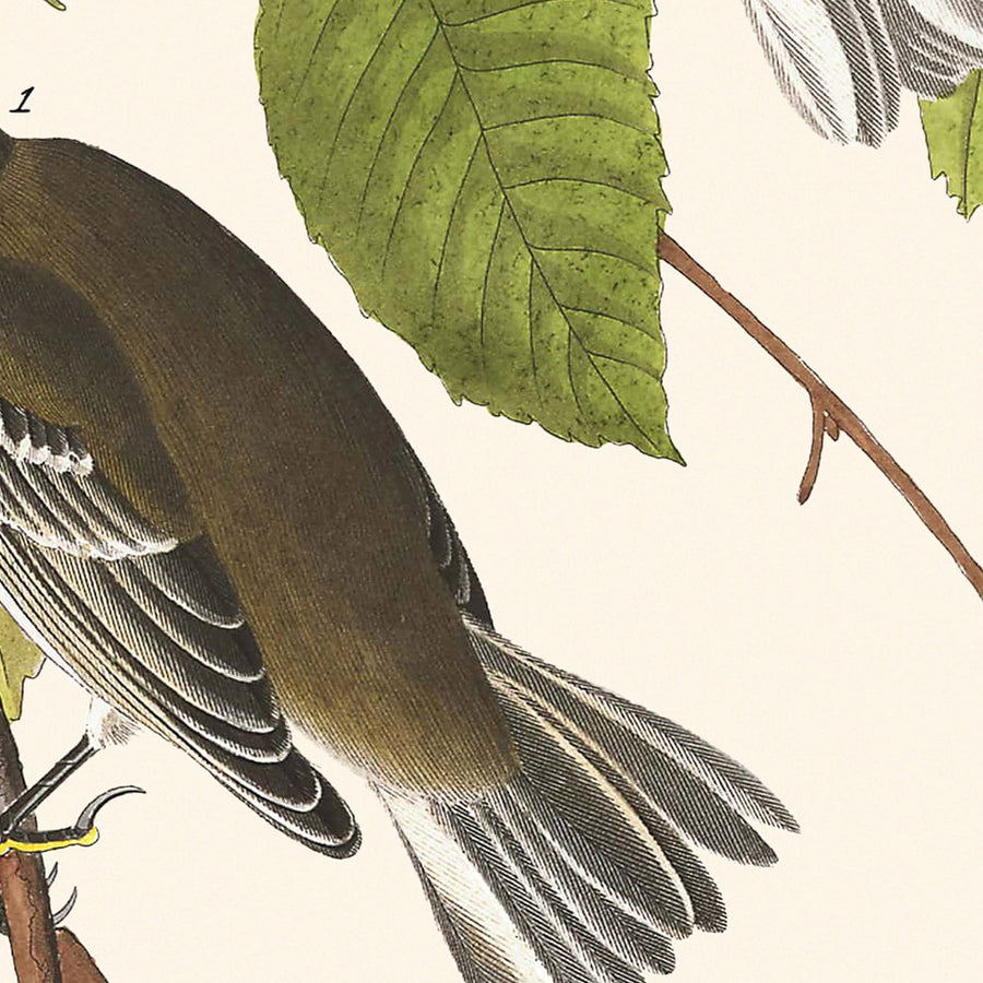 Warbler autunnale di John James Audubon, 1827 