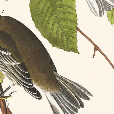 Curruca otoñal, de John James Audubon, 1827