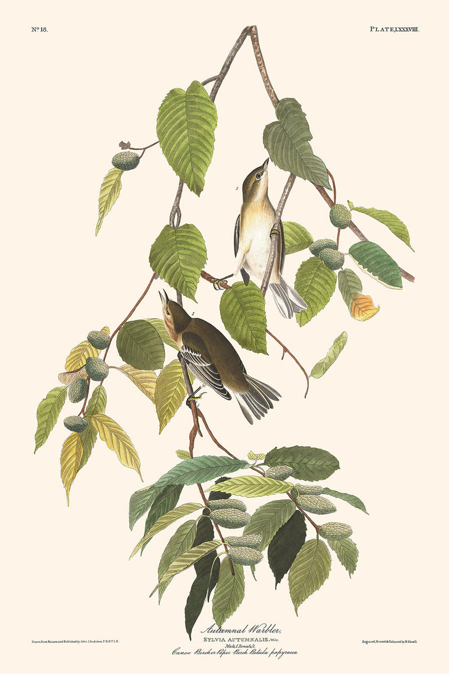 Warbler autunnale di John James Audubon, 1827 