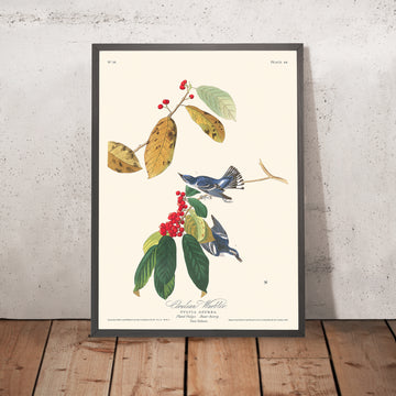 Warbler Azzurro di John James Audubon, 1827 