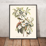 Bachman's Warbler by John James Audubon, 1827