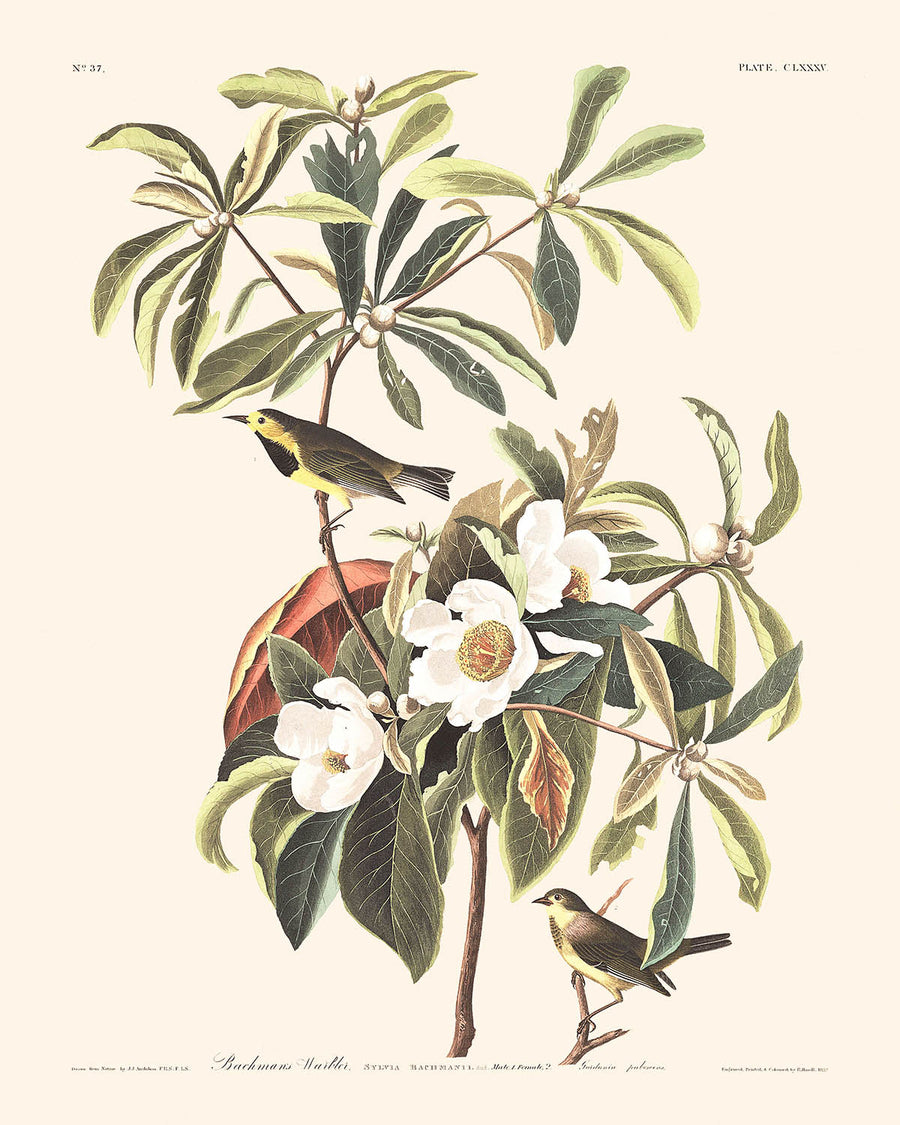 Il Warbler di Bachman di John James Audubon, 1827 