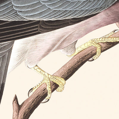 Pigeon à queue barrée par John James Audubon, 1827