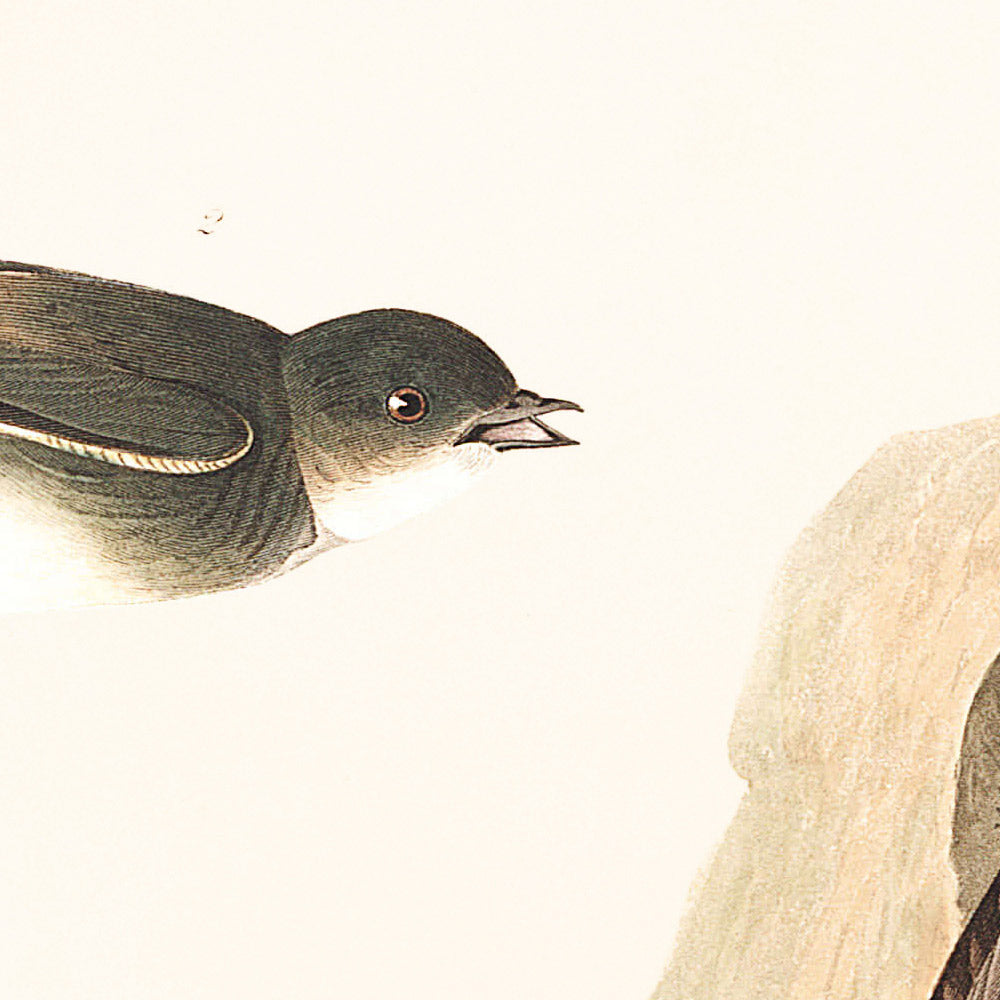 Golondrina de banco y golondrina verde violácea, de John James Audubon, 1827