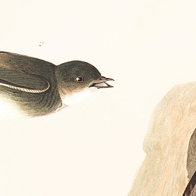 Bank Swallow and Violet-green Swallow by John James Audubon, 1827