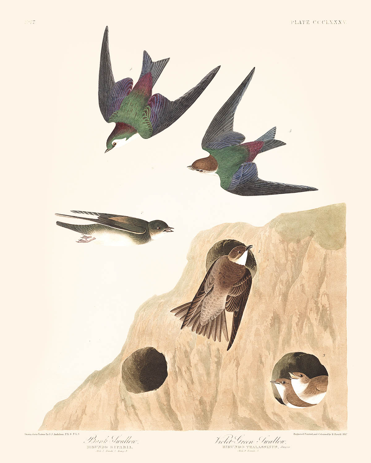 Bank Swallow and Violet-green Swallow by John James Audubon, 1827