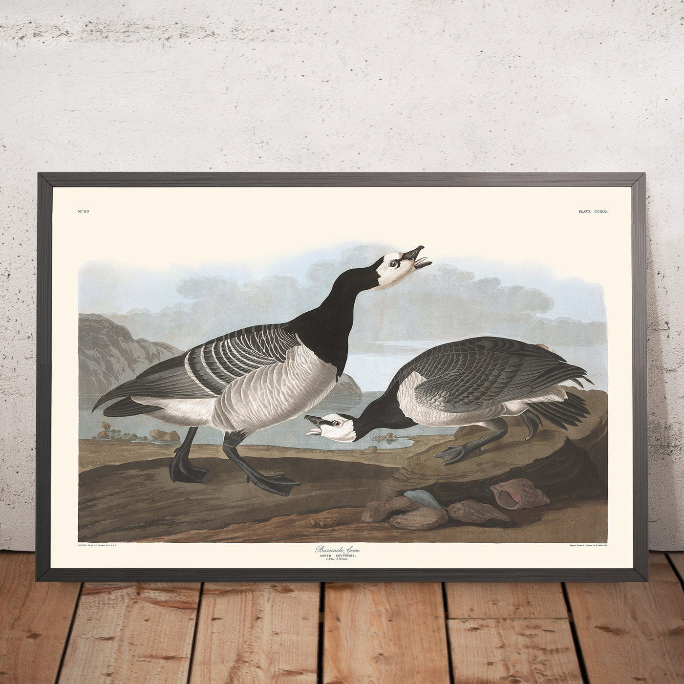 Ganso cariblanco, de John James Audubon, 1827