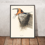 Schwalbe von John James Audubon, 1827 