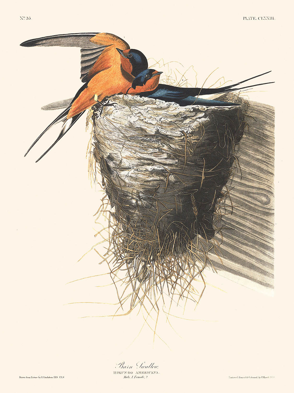 Rauchschwalbe von John James Audubon, 1827