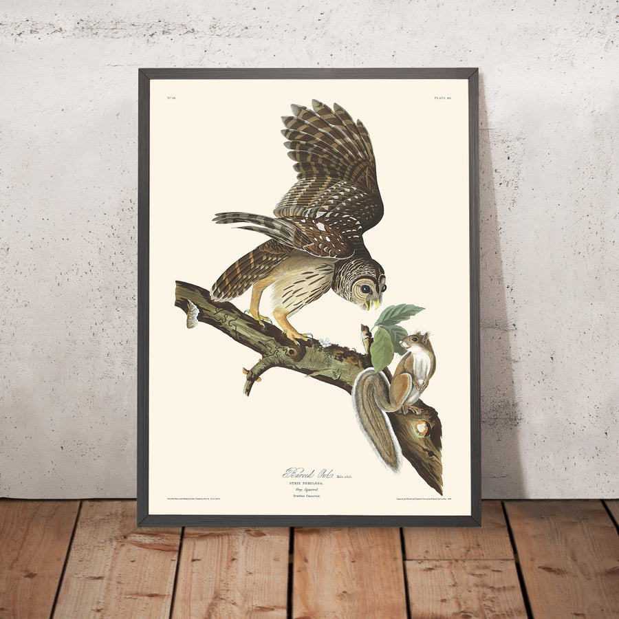 Gufo barrato di John James Audubon, 1827 