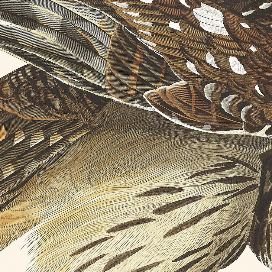 Gufo barrato di John James Audubon, 1827 