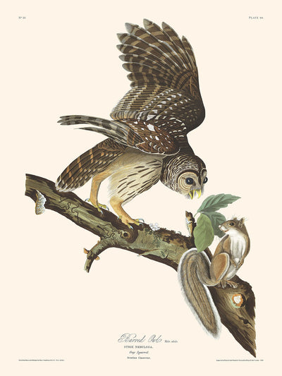 Búho barrado, de John James Audubon, 1827