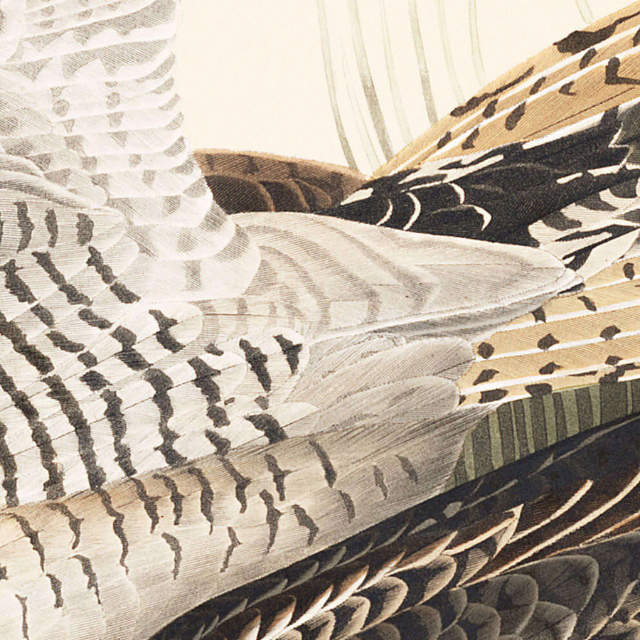 Bartram Sandpiper di John James Audubon, 1827 