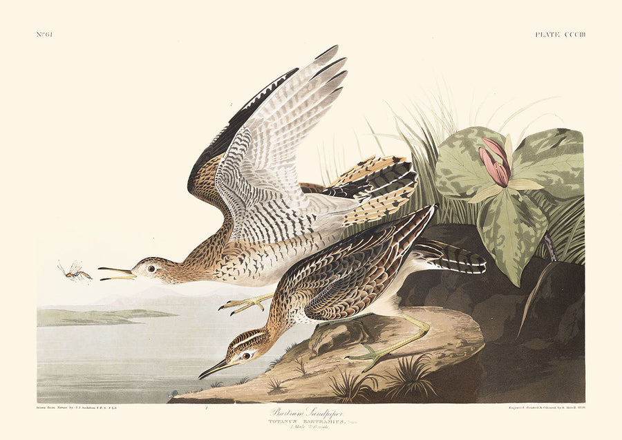 Bartram Sandpiper di John James Audubon, 1827 
