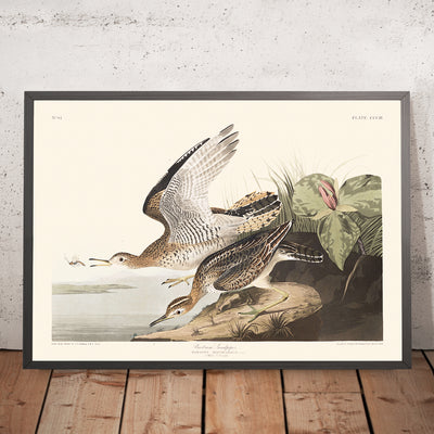 El zarapito de Bartram, de John James Audubon, 1827