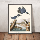 Gürtelreiher von John James Audubon, 1827 