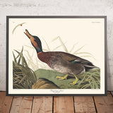 Anatra maculata di John James Audubon, 1827 