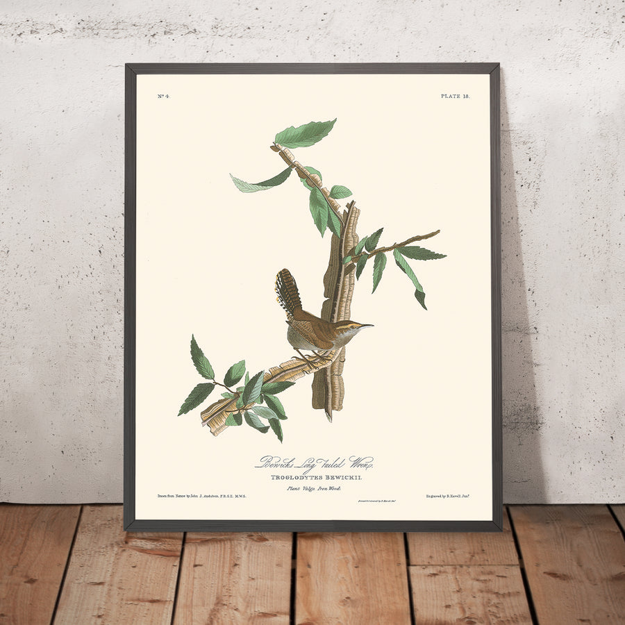 La Wren di Bewick di John James Audubon, 1827 