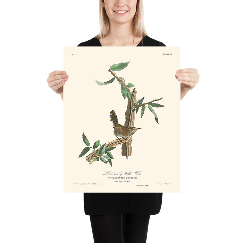 La Wren di Bewick di John James Audubon, 1827 
