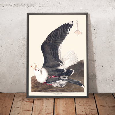 Gaviota de lomo negro, de John James Audubon, 1827